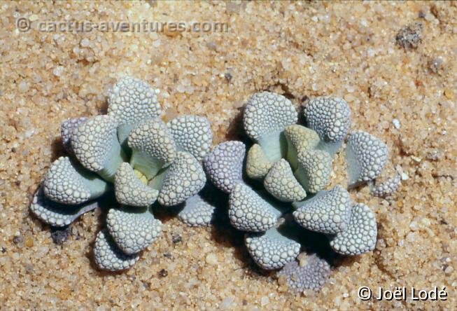 Titanopsis schwantesii 280